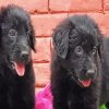 Black Golden Retriever Puppies Diamond Painting