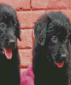 Black Golden Retriever Puppies Diamond Painting