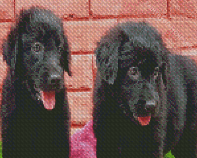 Black Golden Retriever Puppies Diamond Painting