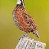 Bobwhite Quail Singing Side View Diamond Painting