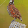 Bobwhite Quail Singing Side View Diamond Painting