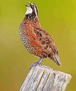 Bobwhite Quail Singing Side View Diamond Painting