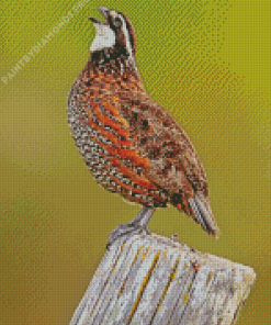 Bobwhite Quail Singing Side View Diamond Painting