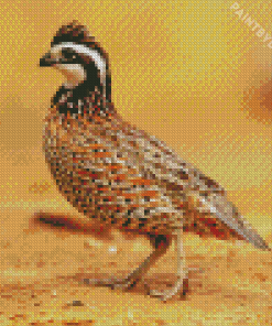 Bobwhite Quail And Bee Diamond Painting