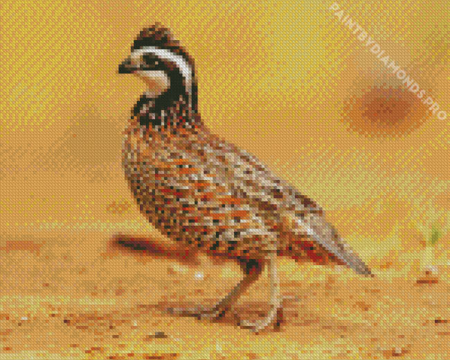 Bobwhite Quail And Bee Diamond Painting