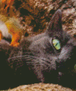 Cat With Green Eyes And Squirrel By Diamond Painting