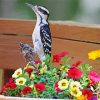 Downy Woodpecker Diamond Painting