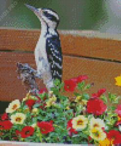 Downy Woodpecker Diamond Painting