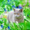 Grey Cat In A Garden Diamond Painting