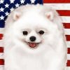 Patriotic Pomeranian Diamond Painting