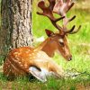 Resting Deer Animal Diamond Painting