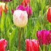 Tulips Rainy Spring Day Diamond Painting