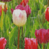 Tulips Rainy Spring Day Diamond Painting