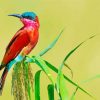 Southern Carmine Bee Eater Diamond Painting