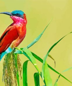 Southern Carmine Bee Eater Diamond Painting