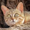 African Wildcat Diamond Painting