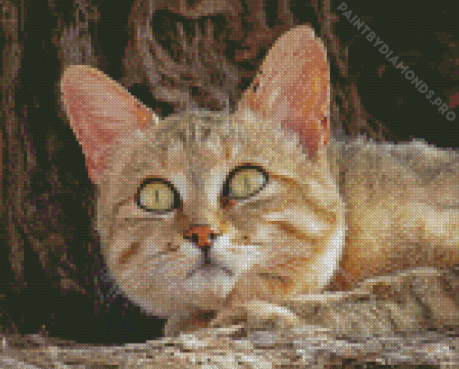 African Wildcat Diamond Painting