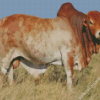 Boran Cattle Diamond Painting