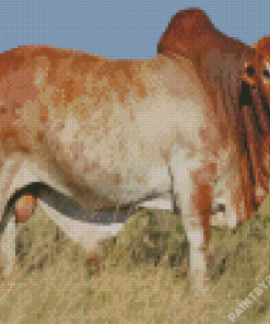 Boran Cattle Diamond Painting