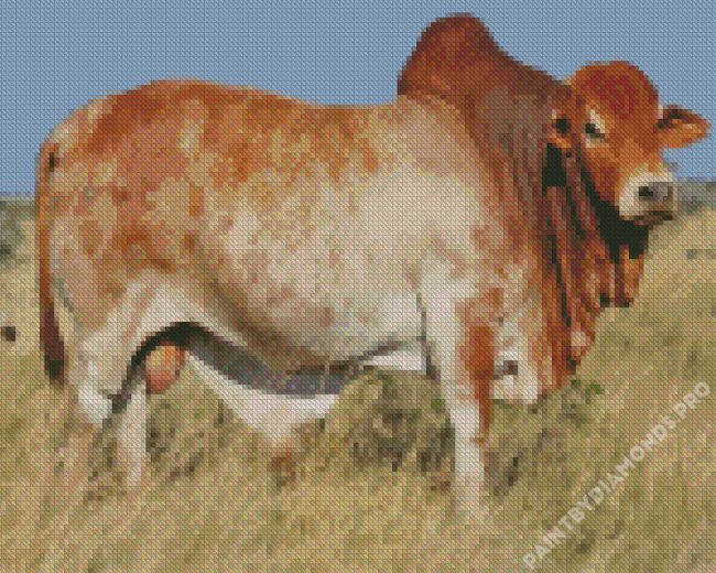 Boran Cattle Diamond Painting