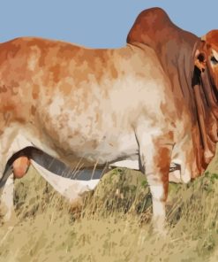 Boran Cattle Diamond Painting