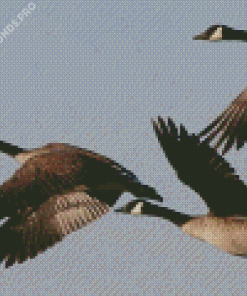 Geese Groupe Flying Diamond Painting