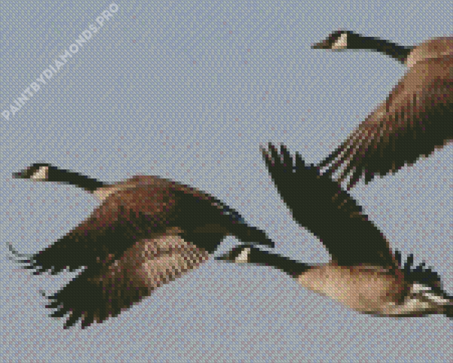 Geese Groupe Flying Diamond Painting