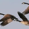 Geese Groupe Flying Diamond Painting