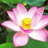 Nelumbo Nucifera Lotus Flower Diamond Painting