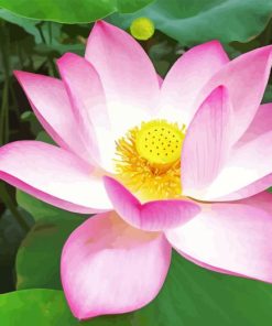 Nelumbo Nucifera Lotus Flower Diamond Painting