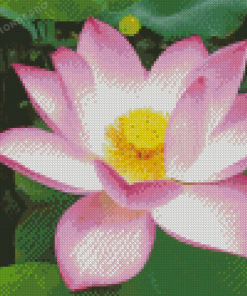 Nelumbo Nucifera Lotus Flower Diamond Painting