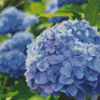 Hortensia Flowers Diamond Painting