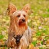 Australian Terrier Diamond Painting