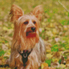 Australian Terrier Diamond Painting