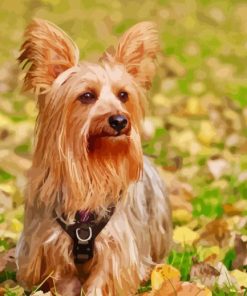 Australian Terrier Diamond Painting