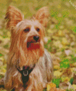 Australian Terrier Diamond Painting