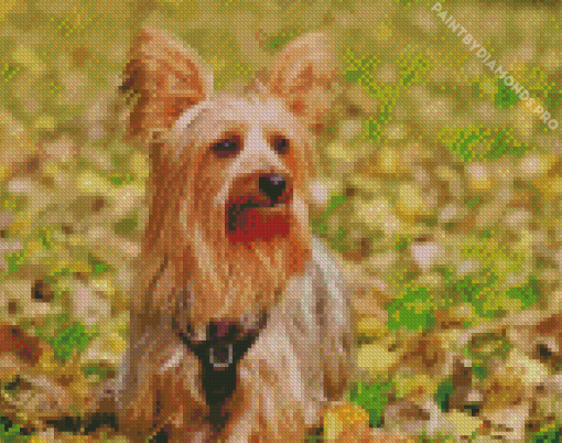 Australian Terrier Diamond Painting