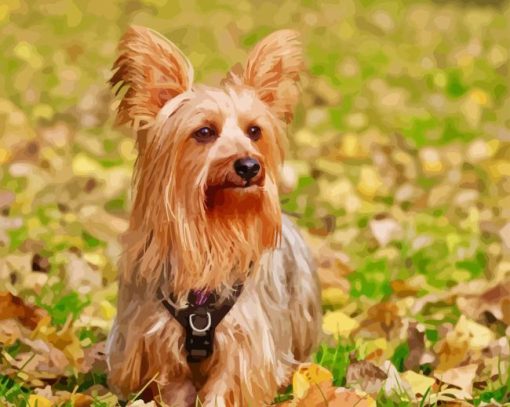 Australian Terrier Diamond Painting