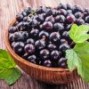 Blackcurrant In Bowl Diamond Painting