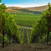 Napa Valley Vineyards Diamond Painting