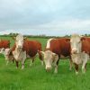 Aesthetic Hereford Cows Diamond Painting