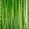 Bamboo Forest Diamond Painting