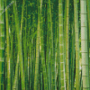 Bamboo Forest Diamond Painting