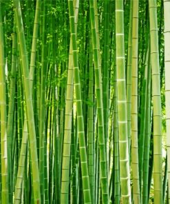 Bamboo Forest Diamond Painting