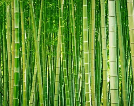 Bamboo Forest Diamond Painting