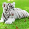 Cub White Tiger Diamond Painting