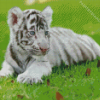 Cub White Tiger Diamond Painting