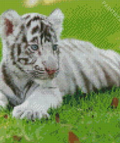 Cub White Tiger Diamond Painting