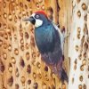 Acorn Woodpecker Bird Diamond Painting