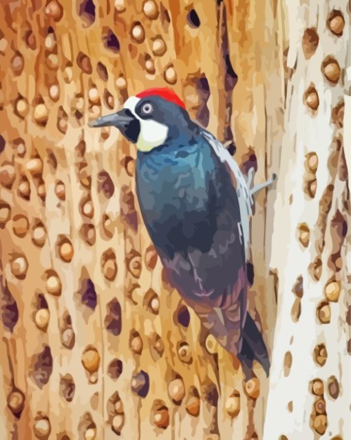 Acorn Woodpecker Bird Diamond Painting